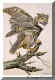 Great Horned Owl.jpg (59090 bytes)