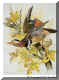 Mandarin Duck.jpg (48766 bytes)