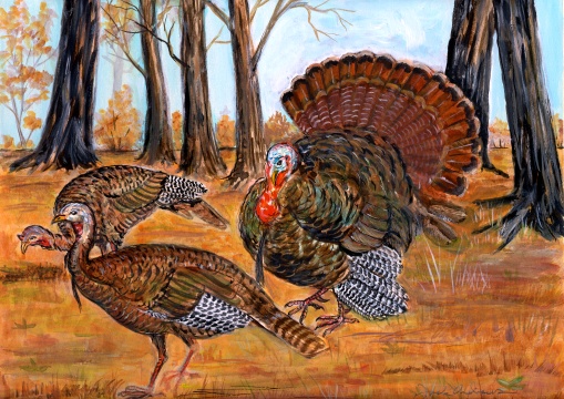 Wild Turkey.jpg (118429 bytes)
