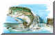 Jumping_Bass.jpg (122176 bytes)