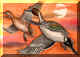 pintail.jpg (103256 bytes)